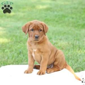 Daisy, Fox Red Labrador Retriever Puppy